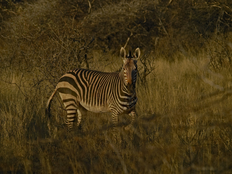 Zebra, Okonjima